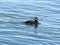 Migrating Black Scoter in Barneget Bay