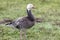 Migrating blue geese