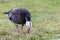 Migrating blue geese