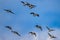 Migrating Cackling Geese