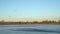 Migrating Canada geese flying over partially frozen lake