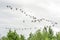 Migrating Canada Gooses