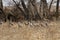 Migrating Cranes in a Farmers field