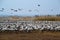 Migrating cranes at Hula valley, Hula lake nature reserve, Galilee, Israel