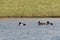 Migrating Ducks on a Pond