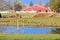 Migrating Ducks Resting at Pond