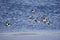 Migrating flock of golden eye ducks flying above the water in spring