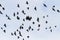 Migrating flock of rooks in flight