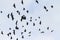 Migrating flock of rooks in quick flight