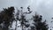 Migrating flock of storks flying from trees with cloudy sky in the background