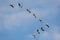 Migrating greylag geese