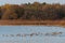 Migrating Greylag Geese taking a break in a bay