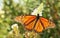 Migrating male Monarch butterfly in autumn, backlit by sun