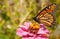 Migrating Monarch butterfly