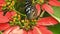 Migrating Monarch butterfly feeding on Sneezeweed in fall