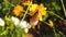 Migrating Monarch butterfly feeding on Sneezeweed in fall