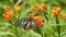 Migrating Monarch butterfly feeding on Sneezeweed in fall