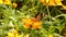 Migrating Monarch butterfly feeding on Sneezeweed in fall