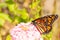 Migrating Monarch butterfly feeding on a Zinnia