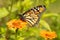 Migrating Monarch butterfly refueling on an orange Zinnia