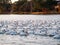 Migrating pelicans at University Lake near LSU