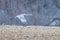 Migrating Sandhill Crane