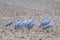 Migrating Sandhill Cranes