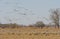 Migrating Sandhill Cranes above and Below the Farm Fields