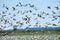 Migrating Snow Geese