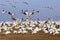 Migrating Snow Geese Fly in for Feeding