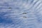 Migrating Storks flying against the blue cloudy sky