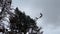 Migrating storks standing on a street light pole near a wood with cloudy sky in the background