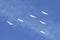 Migrating Tundra Swans Fly in Formation