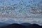 Migrating Waterfowl Fill the Sky