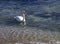 Migrating White Swans On the Black Sea In Varna, Bulgaria