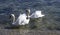 Migrating White Swans On the Black Sea In Varna, Bulgaria