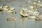 Migrating Whooper swans in wetland , Cygnus cygus