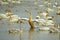 Migrating Whooper swans in wetland , Cygnus cygus