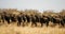 Migrating Wildebeest
