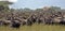 Migrating wildebeest