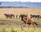 A Migrating Wildebeest Running in Africa Field