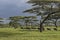 Migrating wildebeests under acacia trees, Tanzania