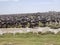 Migrating Wildebeests and Zebras, Serengeti National Park, Tanzania