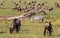 Migration of animals in savanna of Kenya. Africa