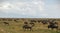 Migration of the antelopes gnu and zebras