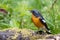 A Migration bird Mugimaki Flycatcher on the branch found in Sabah Borneo