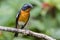 A Migration bird Mugimaki Flycatcher on the branch found in Sabah Borneo