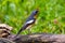 A Migration bird Mugimaki Flycatcher on the branch found in Sabah Borneo