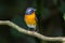 A Migration bird Mugimaki Flycatcher on the branch found in Sabah Borneo