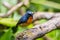 A Migration bird Mugimaki Flycatcher on the branch found in Sabah Borneo